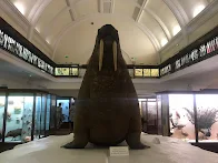 Walrus in the Horniman Museum