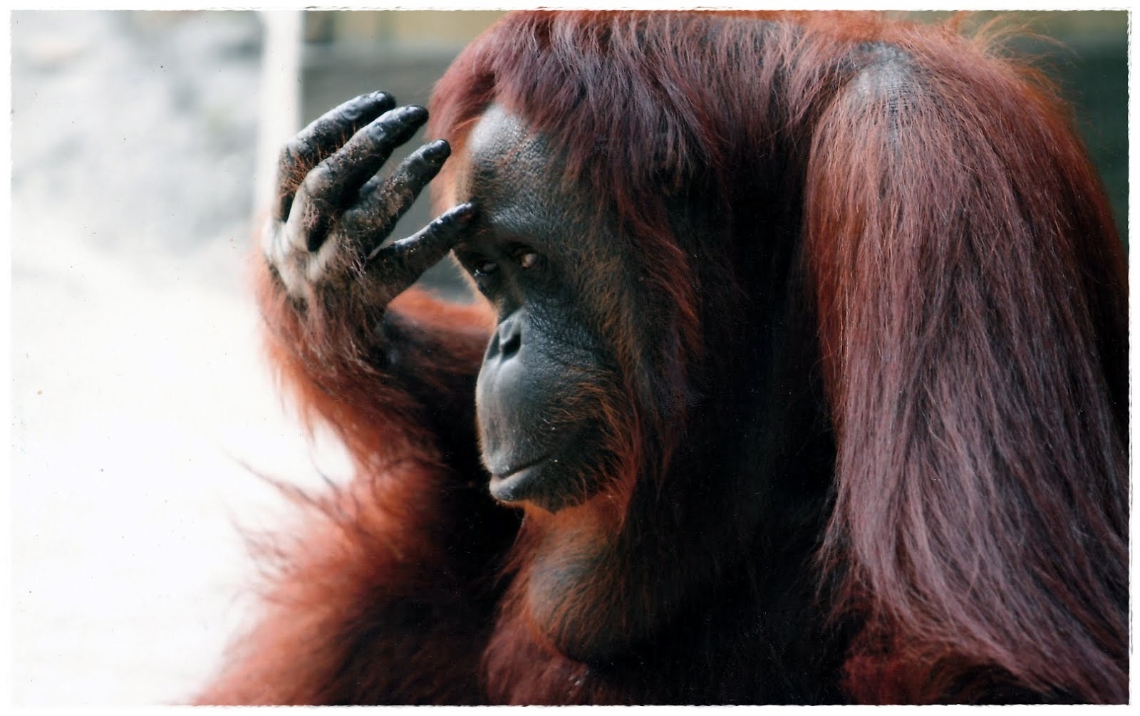 Gambar Orang Utan Animasi Korea Meme Lucu Emo Bergerak