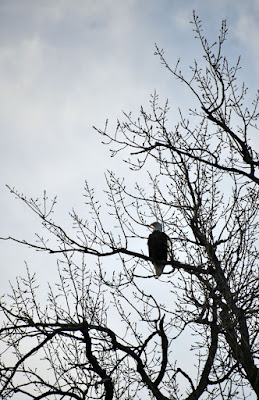 Eagle in park