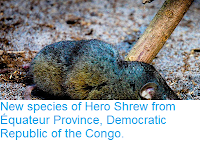 http://sciencythoughts.blogspot.co.uk/2013/09/new-species-of-hero-shrew-from-equateur.html