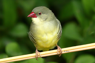 "Green Avadavat,resident,sitting in my garden."