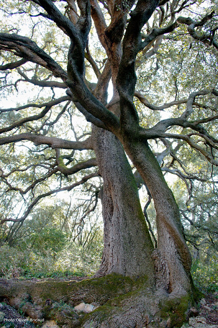 arbres remarquables paca vaucluse malaucène photo Olivier Bricaud