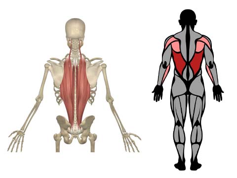 العضلات المستهدفة في تمرين deadlift