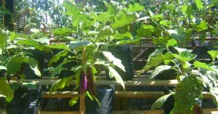 BERKEBUN SAYURAN DI HALAMAN RUMAH TANAM SAYURAN