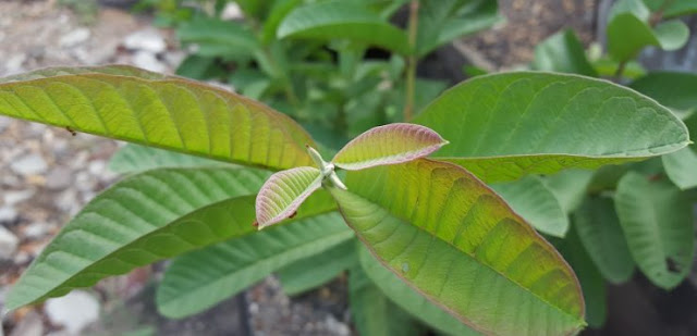 How Guava Leaves Can Help Your Hair Grow