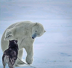 polar bear playfully reaches out to play with dog