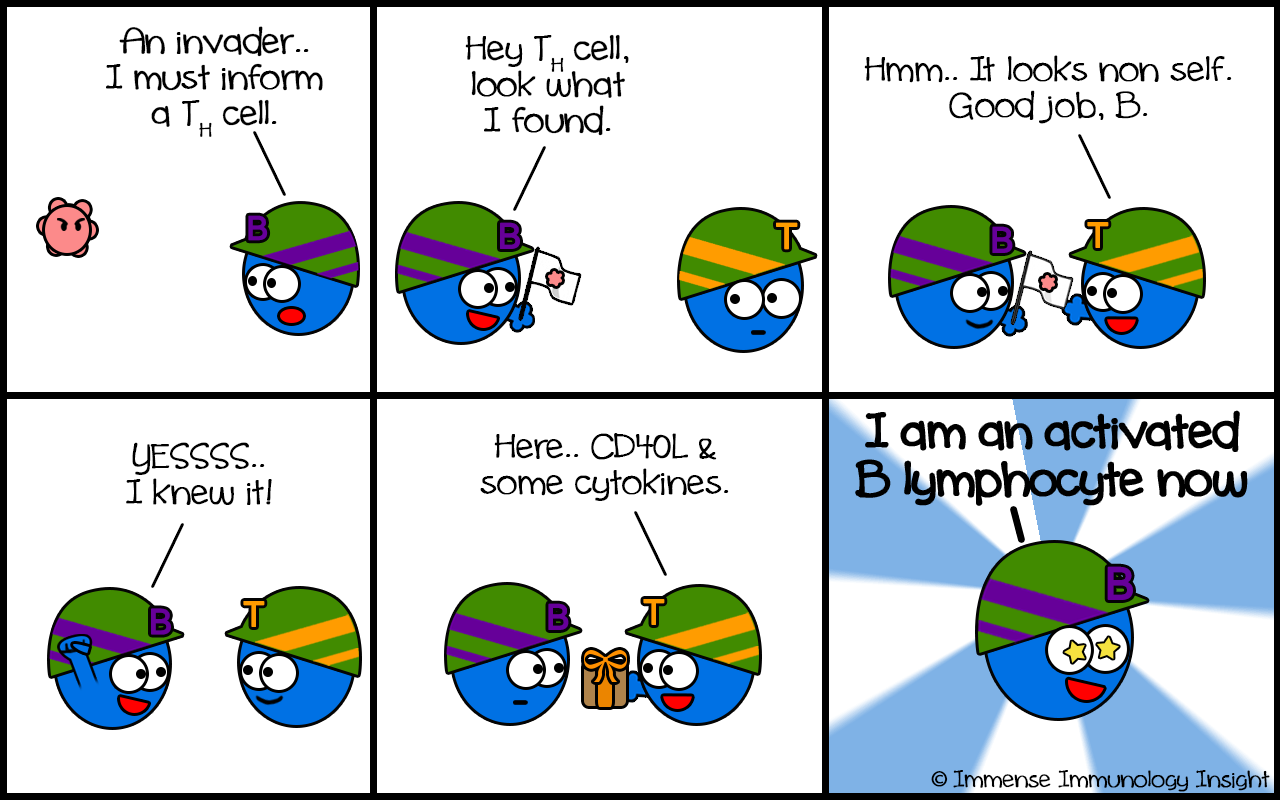 Lymphocyte Activation of b lymphocyte