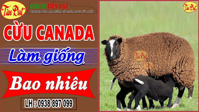 Giá cừu canada giống hiện nay bao nhiêu tiền 1 kg