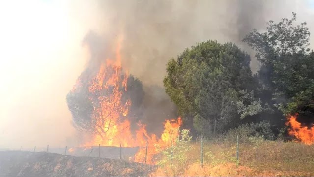 Bilerek Yakılıyor Çorlu'da ormanlık alan ve anız alev alev yandı