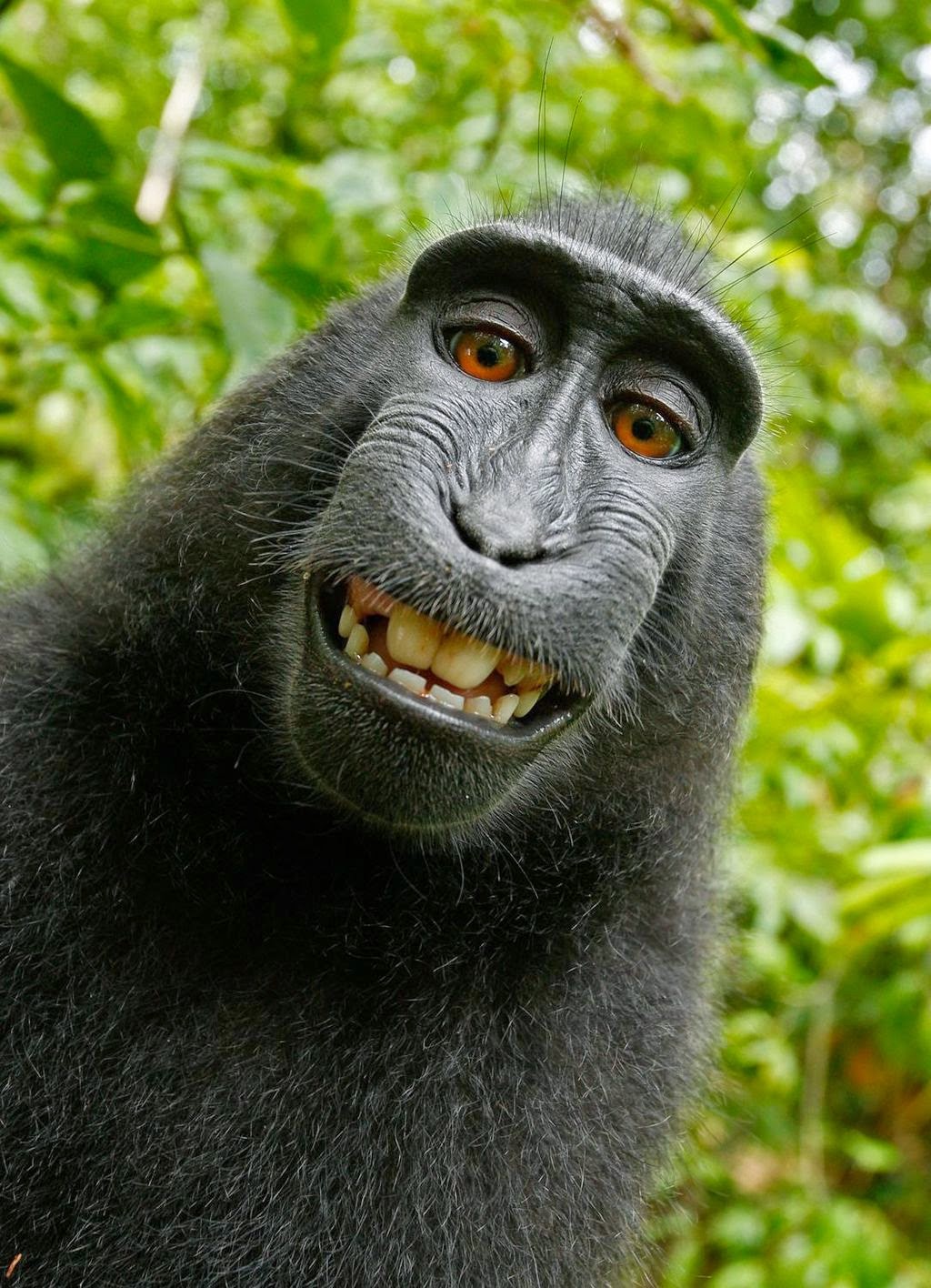 http://www.telegraph.co.uk/technology/news/11015672/Wikipedia-refuses-to-delete-photo-as-monkey-owns-it.html