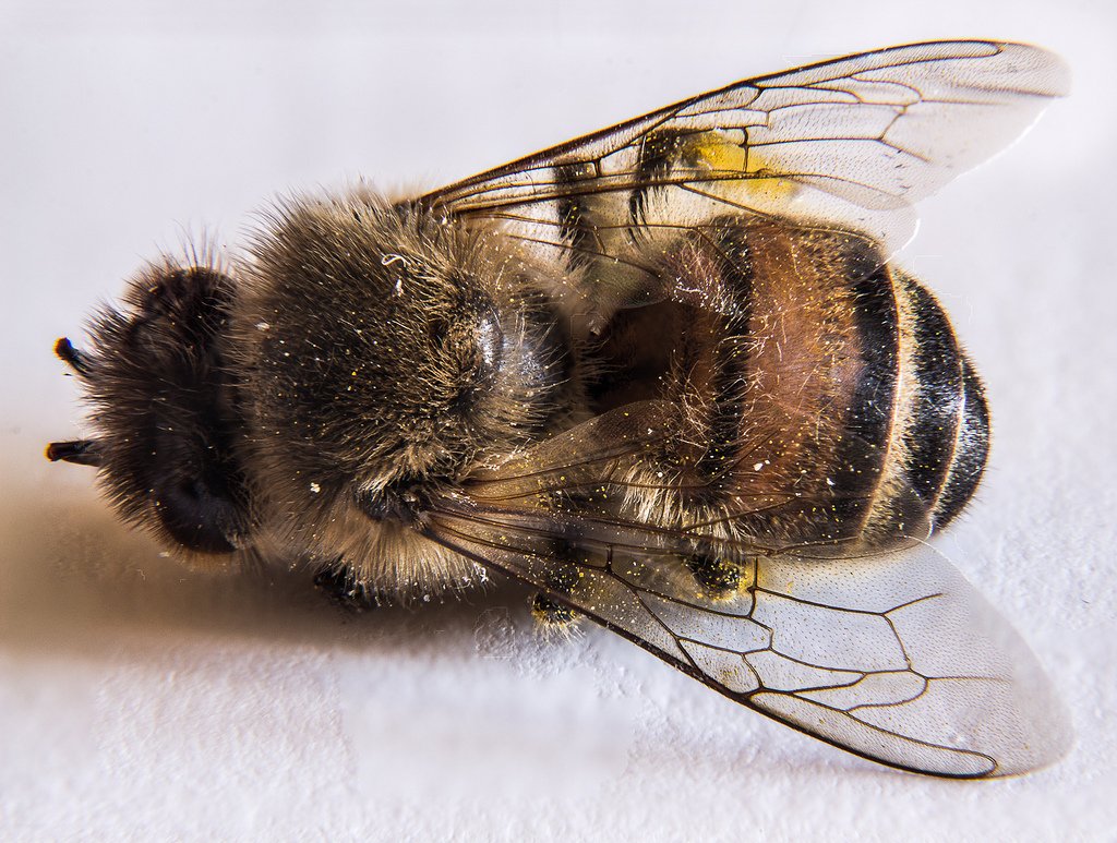 France Becomes The First European Country To Ban All Pesticides Associated With Bee Deaths