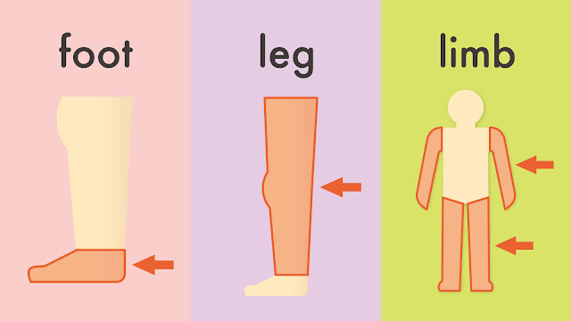 foot と leg と limb の違い