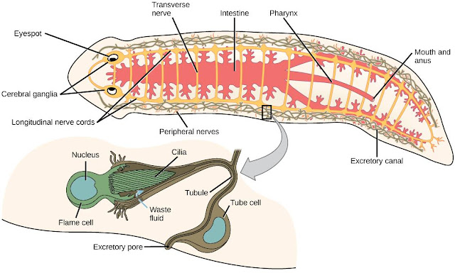 Minuto Biológico: Zoologia | Phylum Platyhelminthes