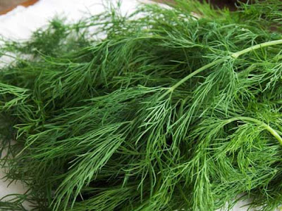 Dill Health Benefits