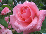 Pra não dizer que não falei de flores: Dezembro 2012 (rosa linda)