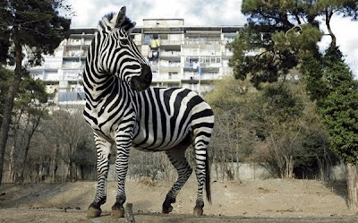 Animals News Zebra at ZooPark