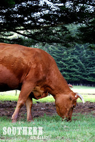 Cows have Right of Way on Norfolk Island