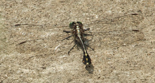 Midland Clubtail (Gomphus fraternus) m