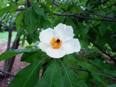 Pohon Franklin (Franklinia alatamaha)