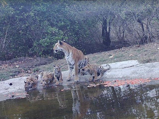 Tiger with Cubs in Bhopal