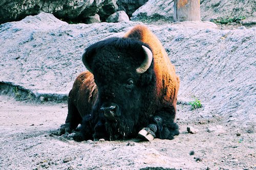 Animales del Bosque de Chapultepec: Bisonte Americano