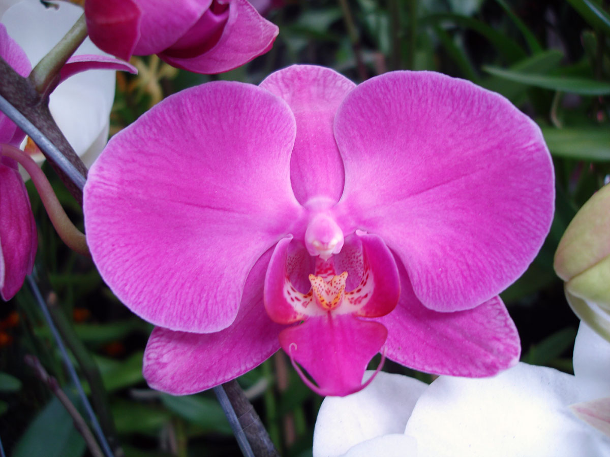 orchid flower pictures