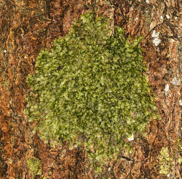 Metzgeria furcata, Forked Veilwort, on oak.  Hayes Common, 30 December 2016.