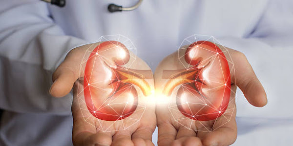 Super Foods That Will Improve Kidney Function 