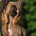 Chinese Crested Dog - Fenia -