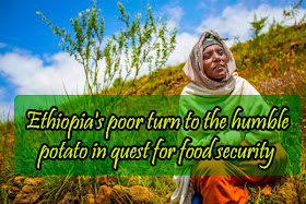 Ethiopia's poor turn to the humble potato in quest for food security