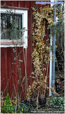 Overgrown potted cold hardy Eucalyptus gunnii ready to be coppiced / Overgrown potted cold hardy Cider Gum / Eucalipto de la Sidra cultivado excesivamente en maceta y listo para recepe / GIT Forestry Consulting, Consultoría y Servicios de Ingeniería Agroforestal, Galicia, España, Spain / Eucalyptologics, information resources on Eucalyptus cultivation around the world / Eucalyptologics, recursos de informacion sobre el cultivo del eucalipto en el mundo