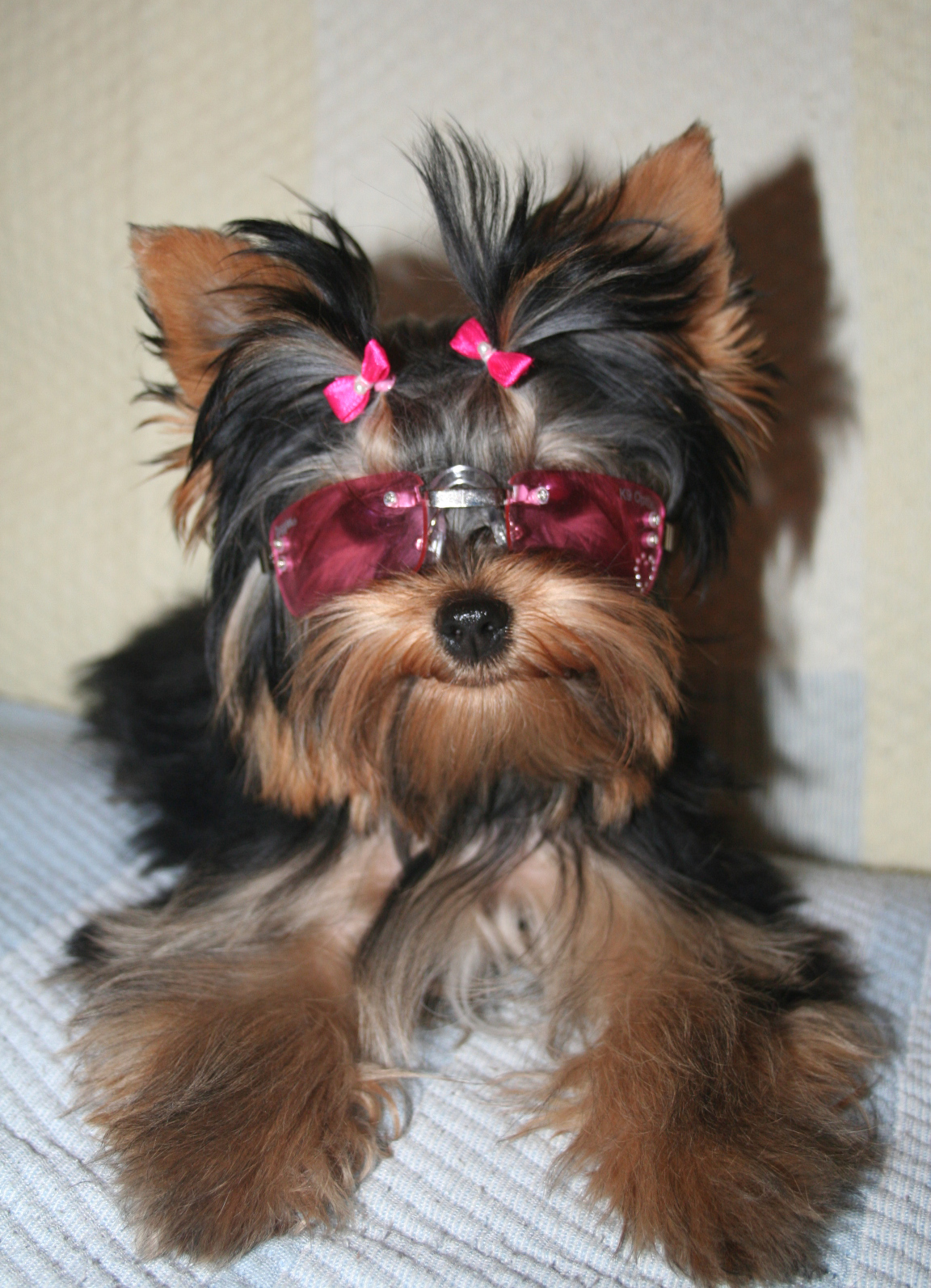 All List Of Different Dogs Breeds: Yorkie Dogs - Small Dog ...