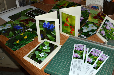 native plant images on notecards