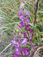 Stinging Lupine