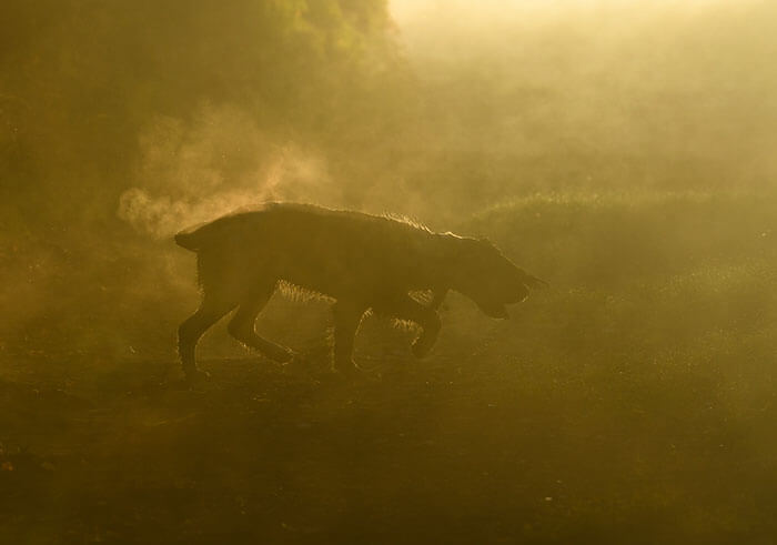 These Are The Dog Photographer of the Year 2018 Winners: 40 Photographs Every Dog Lover Will Fall For