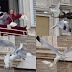 Cuervo y gaviota atacan a "palomas de la paz" en El Vaticano