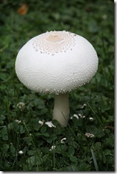 Big Mushroom Closeup - 2011
