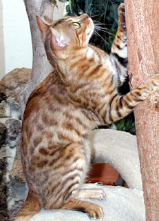 cat climbing