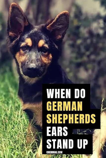 When do German Shepherds Ears Stand Up