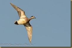 American Wigeon Female Flight American Wigeon Female FlightD7K_1255 NIKON D7000 June 21, 2011
