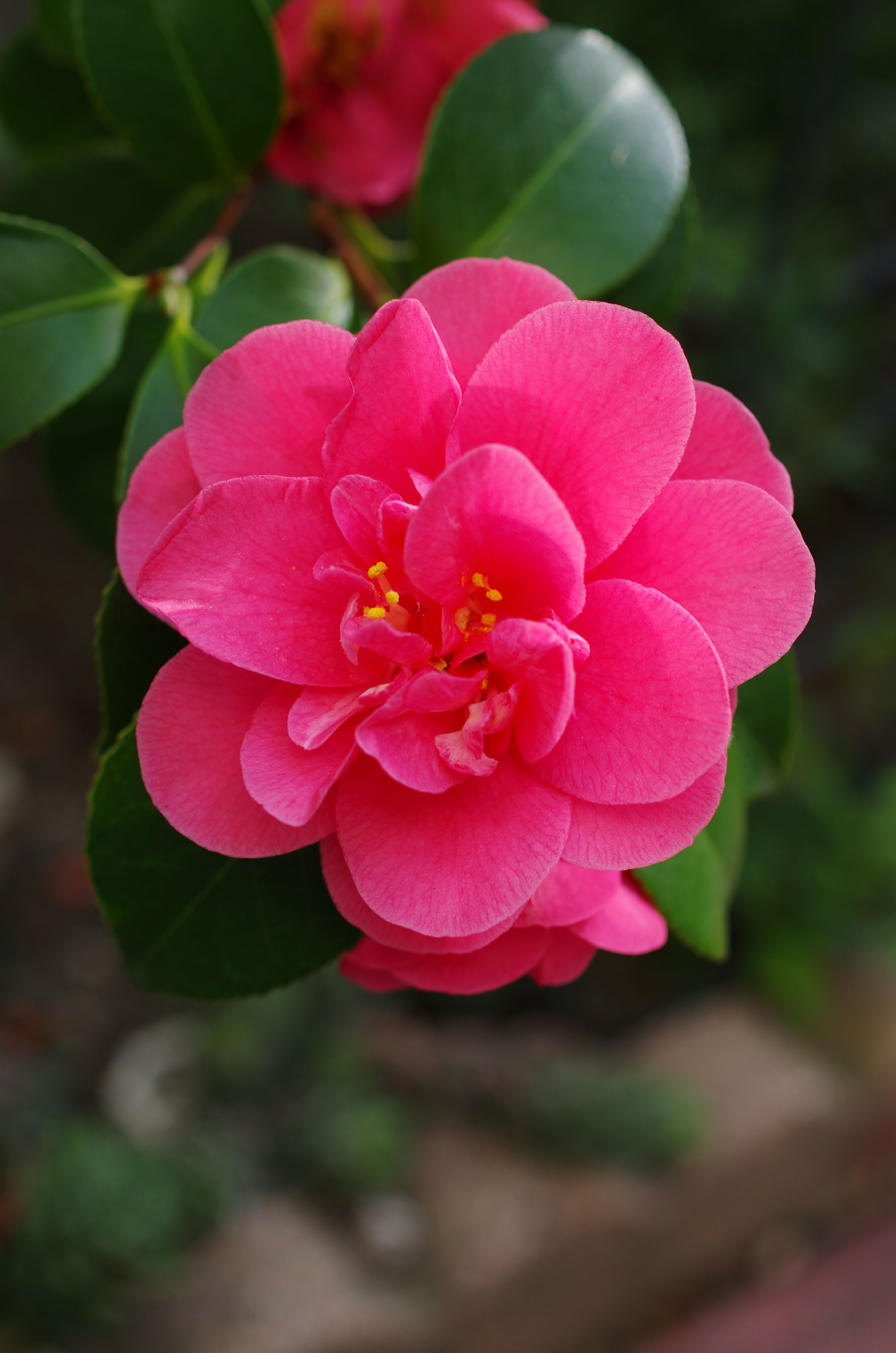 Unidentified camellia