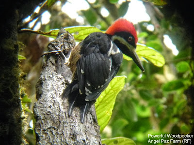 Powerful Woodpecker