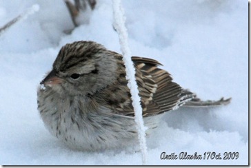 Fall_sparrow1d_5877