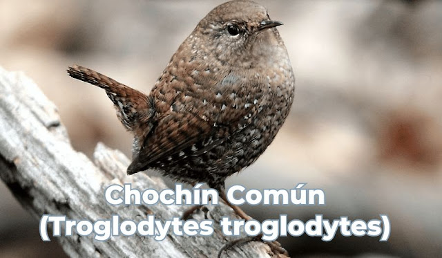 Chochín Común (Troglodytes troglodytes)