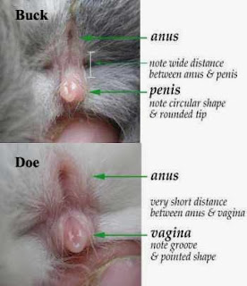 male female rabbit parts