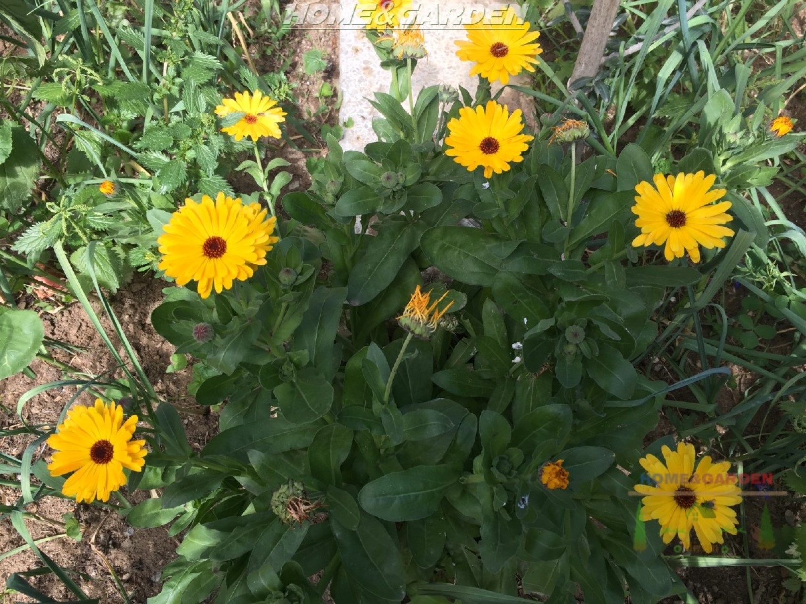 Calendula is fast growing annual that is easy to germinate and simple to care for.