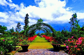 Kebun Mawar di Situhapa Garut yang Indah
