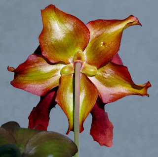 Saracennia plants in Leslie Harris' garden