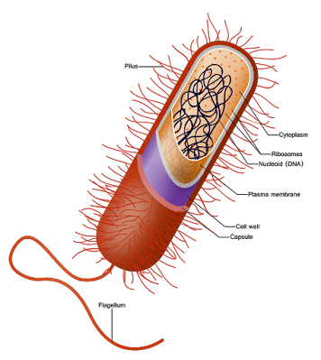 bakteri archaebacteria dan eubacteria