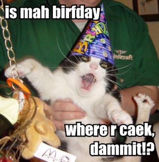 foto kucing pesta ulang tahun